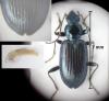 Bembidion sp.
